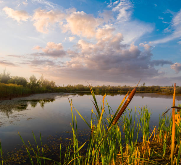 istock small quiet lake among prairie at the evening, summer natural background 1290922038