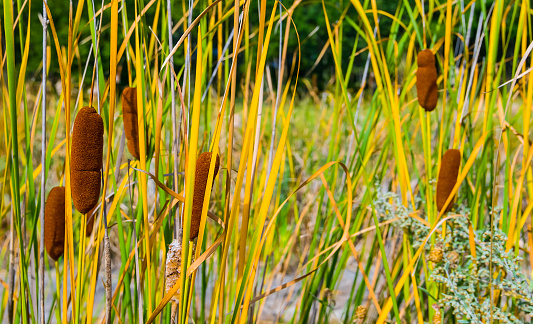 closeup reed bush in the swamp, natural outdoor background