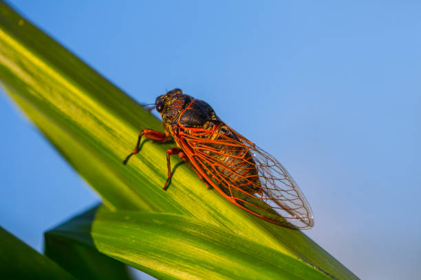 istock closeup huge cicada sit on the corn stem, natural animal background 1290922099