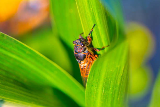 Close of a a Empty shell of a Cicada