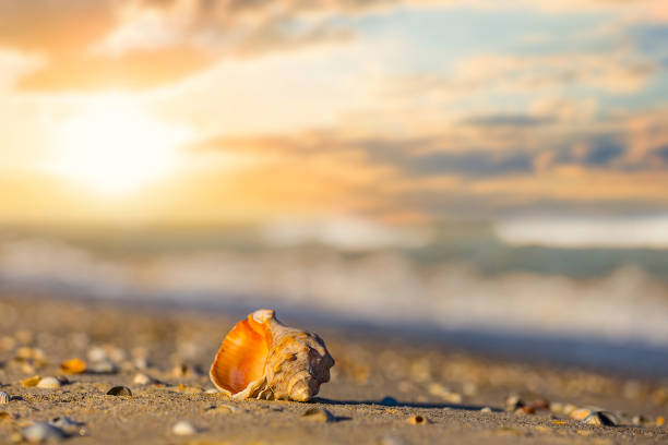 istock closeup empty marine shell lie on the sandy sea beach at the sunset 1290922790