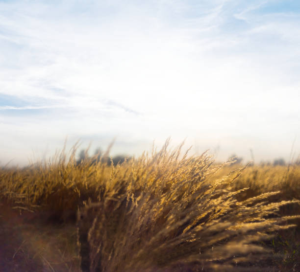 istock wide prairie with dry grass at the hot summer day 1290922794