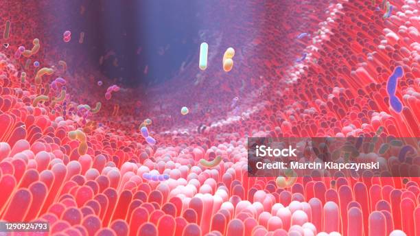 Human Microbiome Stock Photo - Download Image Now - Microbiome, Intestine, Probiotic