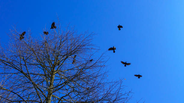 istock Bare tree branches and a large group of birds, flying against blue sky. Flying bird silhouettes. Space for text. 1290924875