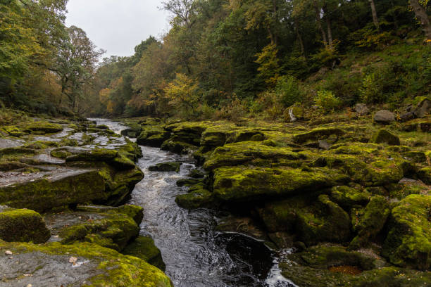 River Wharfe and The Strid Taken in the Yorkshire Dales river wharfe stock pictures, royalty-free photos & images