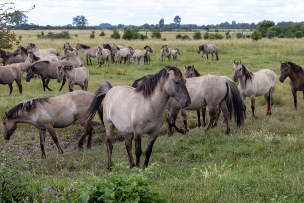 istock Horses at Wicken Fen 1290927325