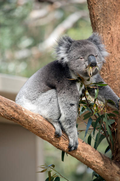istock the koala has grey and white fur with a big black nose 1290928941