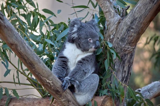 istock the koala is eating gum leaves 1290929469