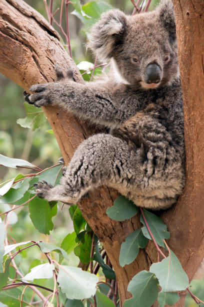 istock the young koala is in the fork of a tree 1290929624