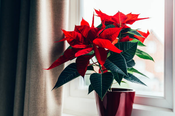 istock Christmas Poinsettia in ceramic pot 1290929855