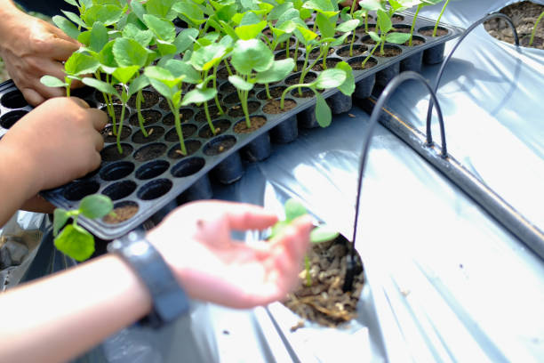 istock hand growing planting melon plant seedling sprout 1290929982