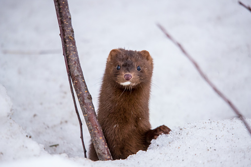 winter brown mink hiding in snow