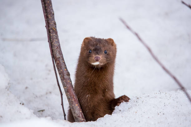 brown mink hiding in snow winter brown mink hiding in snow mink fur stock pictures, royalty-free photos & images