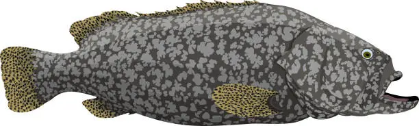 Vector illustration of vector Giant grouper, also known as the Brindlebass