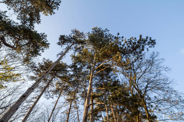 foresta di alti pini austriaci visti dal basso con un cielo blu sullo sfondo preso nel parco di palic, in serbia. chiamato anche pinus nigra o pino nero, è una conifera d'europa. - black forest forest sky blue foto e immagini stock