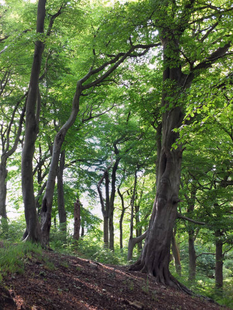 árvores de faia floresta alta com folhas de verão verde vibrante em uma encosta em bosques ninho de corvo em yorkshire ocidental - glade light dappled tree - fotografias e filmes do acervo