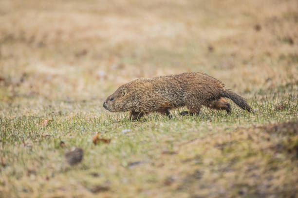 istock mountain woodchuck eating 1290934857