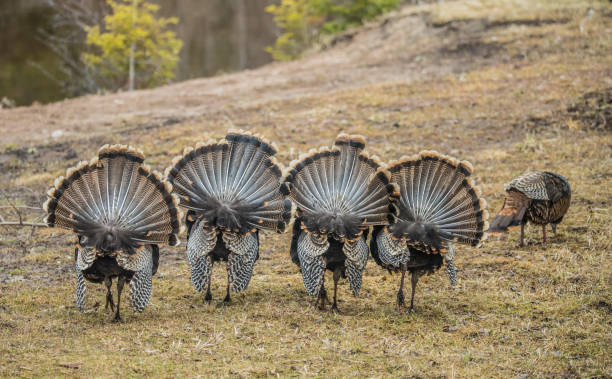 Tom Turkey Examples 330+ Tom De Must A Stock Photos, Pictures & Royalty-Free Images - iStock
