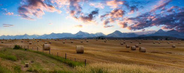 vista panoramica delle balle di fieno in un campo agricolo. - alberta foto e immagini stock