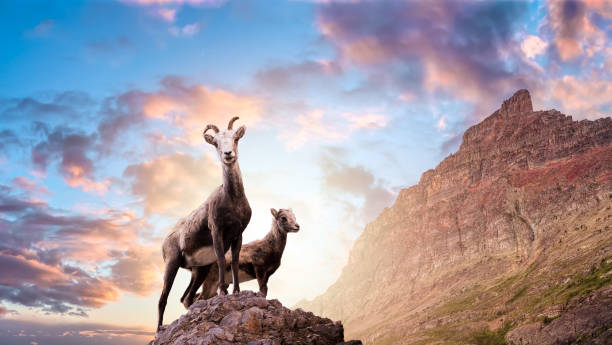 ovelhas da montanha em um penhasco rochoso - rocky mountain sheep - fotografias e filmes do acervo