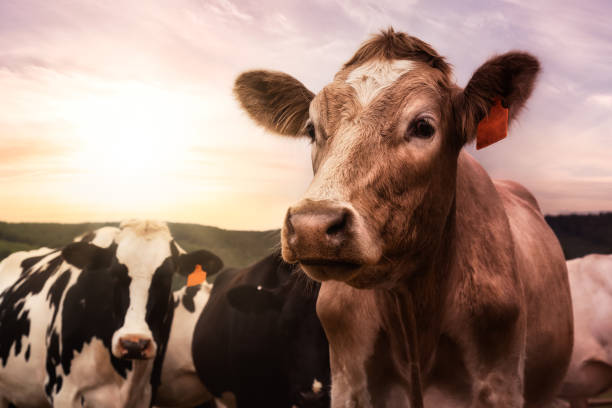 istock A herd of Cows on a Farm 1290938706