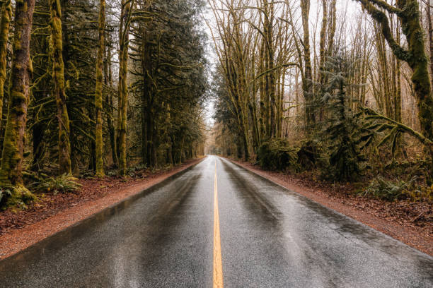istock Scenic Road in the Green Forest 1290941641