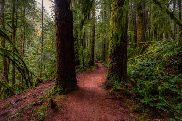 istock Rain Forest in British Columbia, Canada 1290943092