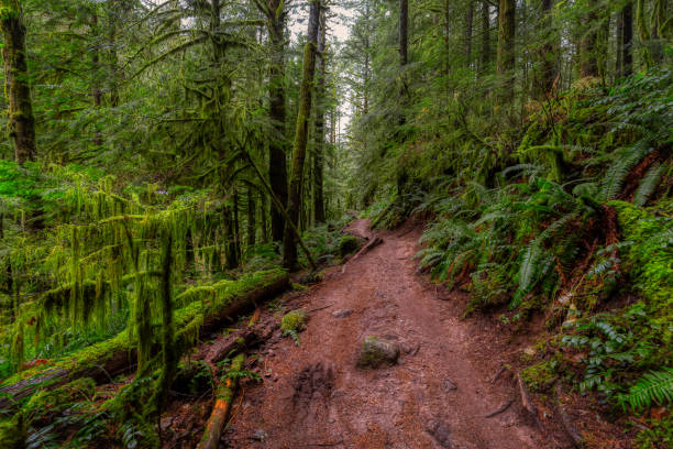 istock Rain Forest in British Columbia, Canada 1290943147