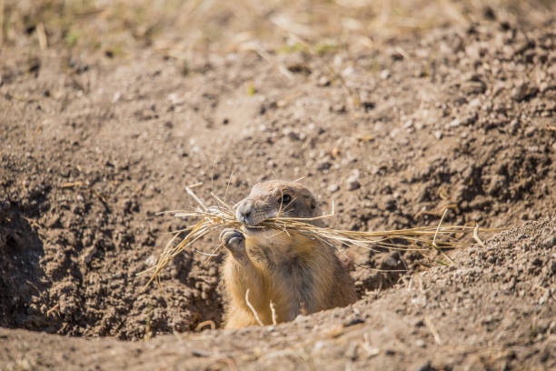 istock prairie dog in burrow 1290944080