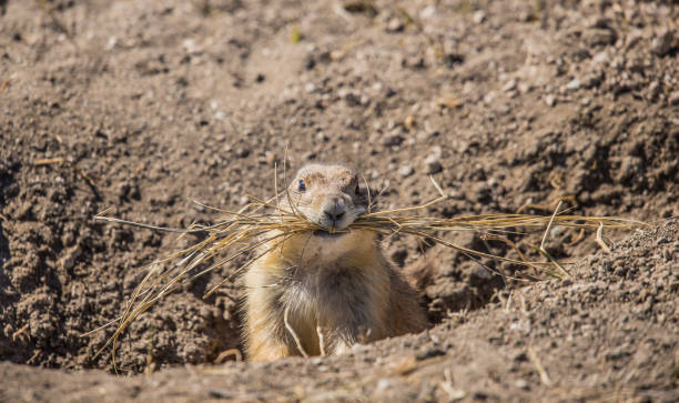 istock prairie dog in burrow 1290944113