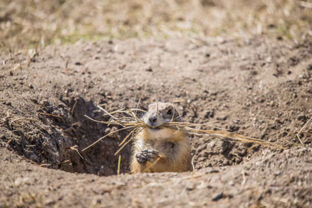 istock prairie dog in burrow 1290944698