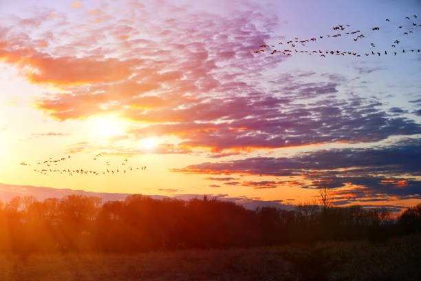 Migrating geese flying in V formation Migrating geese flying in V formation golden hour stock pictures, royalty-free photos & images