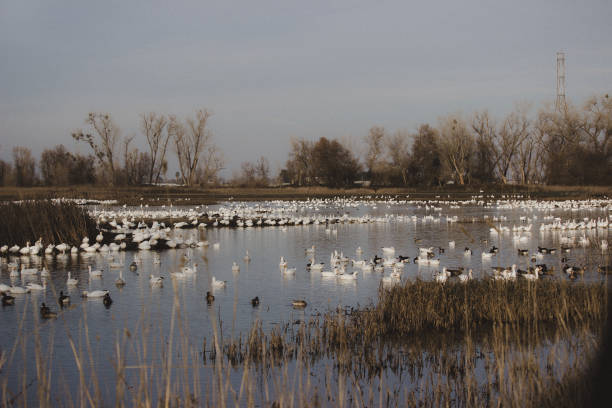 istock Pond of Birds 1290944807