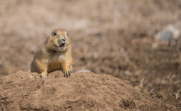 prairie dog in burrow