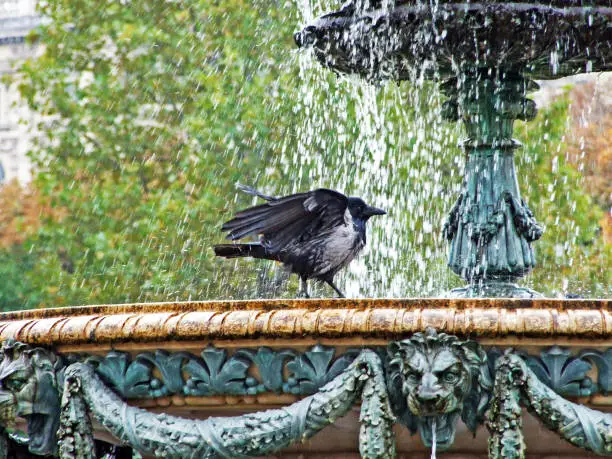 The hooded crow (Corvus cornix), Hoodie, Scotch crow, Danish crow, caróg liath, Grey crow or Die Aaskrähe (Aaskrahe oder Aaskraehe)