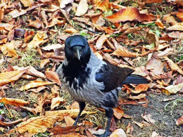 The hooded crow (Corvus cornix), Hoodie, Scotch crow, Danish crow, caróg liath, Grey crow or Die Aaskrähe (Aaskrahe oder Aaskraehe)
