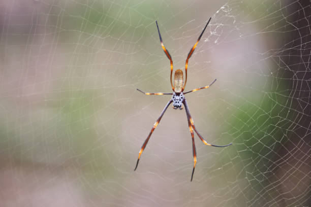 istock Australian wildlife spider insect 1290947566
