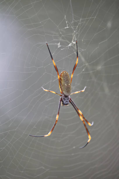 istock Australian wildlife spider insect 1290947573