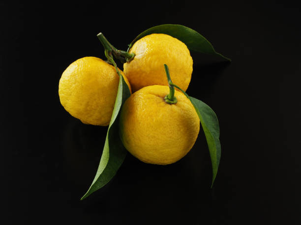 istock Japanese yuzu fruit on black background 1290947578