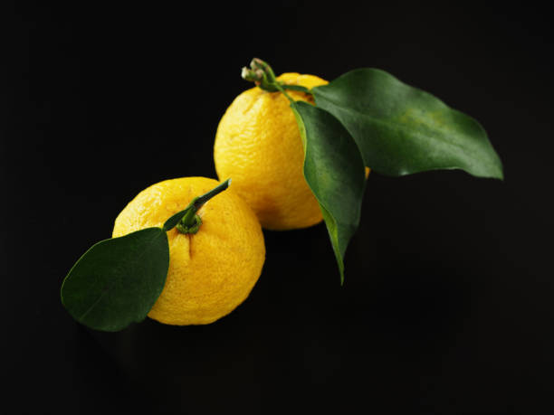 istock Japanese yuzu fruit on black background 1290947598