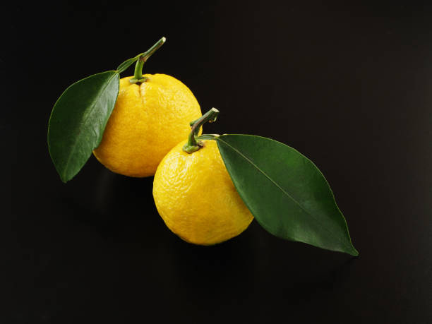 istock Japanese yuzu fruit on black background 1290948146