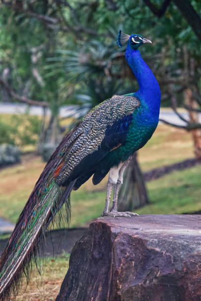 istock Australian wildlife bird peacock 1290948544