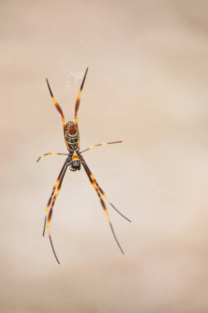 istock Australian insect spider wildlife 1290948652