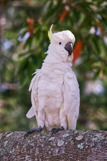 istock Australian  bird wildlife white cockatoo 1290948703