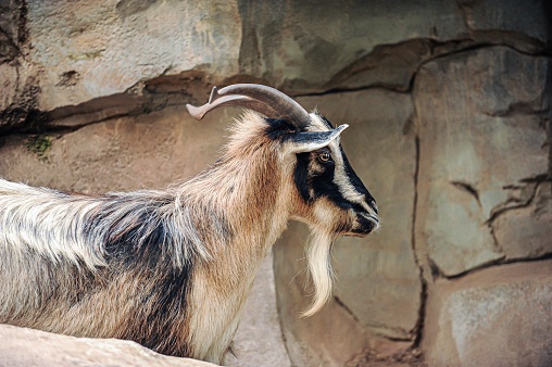 Single goat in profile view