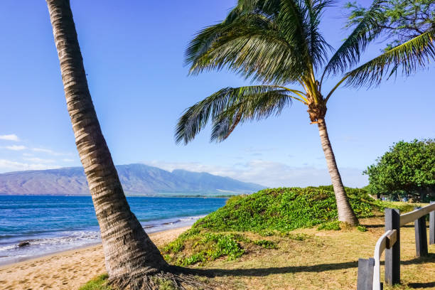 istock Sandy beach with coconut trees, Maui, Hawaii 1290952591