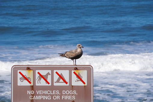 Beach sign and seagull, California