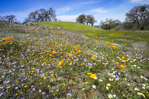 Wildflowers fields, Henry W. Coe State Park, San Francisco bay area, California