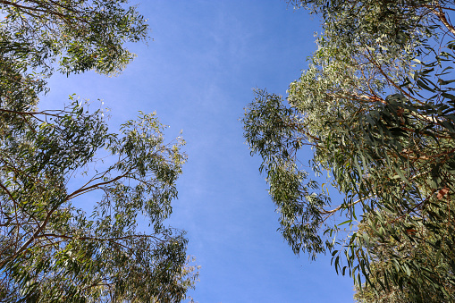 looking up at majestic gum trees in parkland in Victoria against a clear blue sky