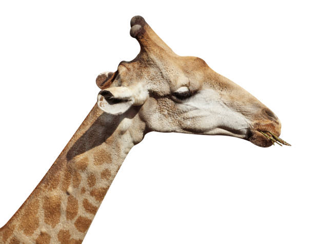 istock Close up giraffe head isolated on white background 1290953966